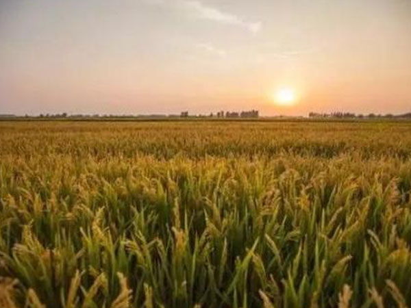 今年上半年份越南的大米出口超過(guò)泰國(guó)