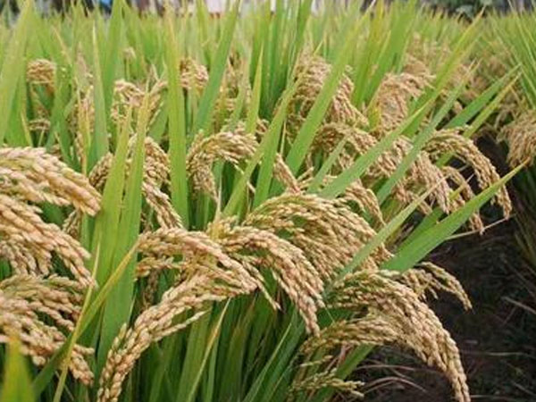 42.5萬畝稻田、1300余臺(tái)收割機(jī)……豐收！熱，并快樂著