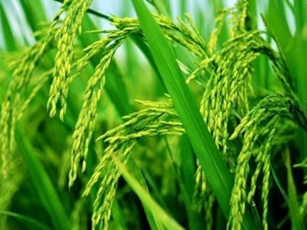 華南農(nóng)業(yè)大學(xué)水稻無人農(nóng)場(chǎng)產(chǎn)出大米，畝產(chǎn)558.6公斤