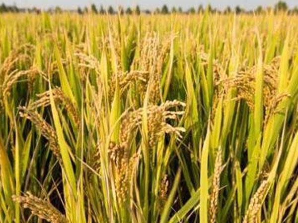 長(zhǎng)沙縣花果村：彩色水稻為村民人均增收3萬元