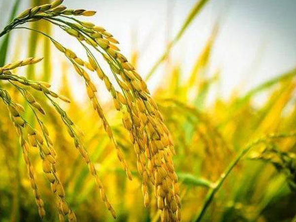 今年雨水多，對(duì)水稻的收成有影響嗎？