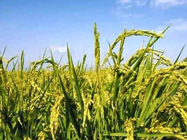 “北稻南移” 東北水稻在自貢榮縣這個(gè)村長(zhǎng)勢(shì)良好！