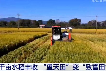 福建長?。呵М€水稻豐收 “望天田”變“致富田”